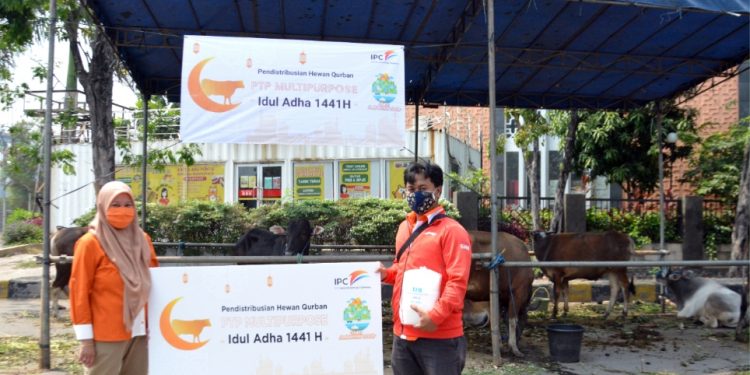 Meski Pandemi, IPC Serahkan 290 Sapi Kurban Di Sekitar Pelabuhan