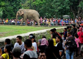 Dibuka Kembali, 9.814 Pengunjung Ramaikan Ragunan