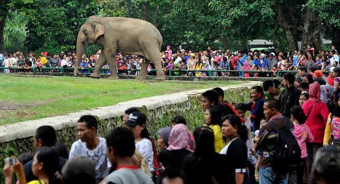 Dibuka Kembali, 9.814 Pengunjung Ramaikan Ragunan