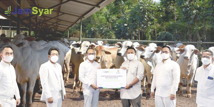 Keluarga Besar JamSyar Salurkan 30 Sapi Qurban Ditengah Pandemi