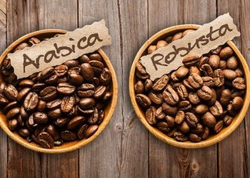 Diminati Masyarakat Mesir, 70 % Kopi Robusta Berasal Dari Indonesia