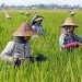 Catat, Ini Alasan Mengapa Biaya Bertani di Indonesia Mahal