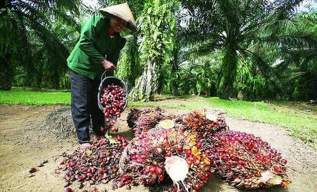 Pemerintah Percepat Peremajaan Sawit Rakyat Agar Penuhi Target