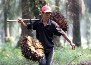 Apkasindo Harap Presiden Bantu Lindungi 16 Juta Petani Sawit