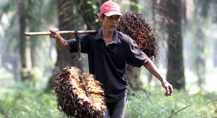 Apkasindo Harap Presiden Bantu Lindungi 16 Juta Petani Sawit