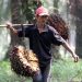Apkasindo Harap Presiden Bantu Lindungi 16 Juta Petani Sawit