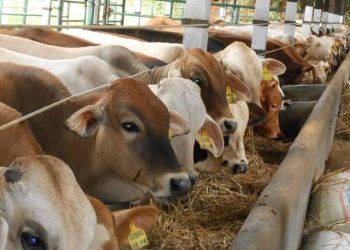 Dinas Pertenakan Kabupaten Lombok Tengah Temukan 63 Sapi Terkena Virus