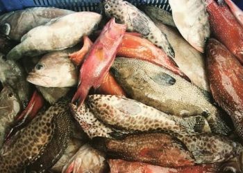 Ikan Kerapuh Lokal Menjadi Superior Taste Award 2022 di Belgia