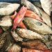 Ikan Kerapuh Lokal Menjadi Superior Taste Award 2022 di Belgia