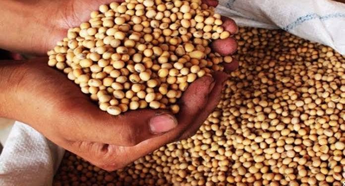 Badan Pangan Berharap Para Importir Menyerap Kedelai Petani Lokal