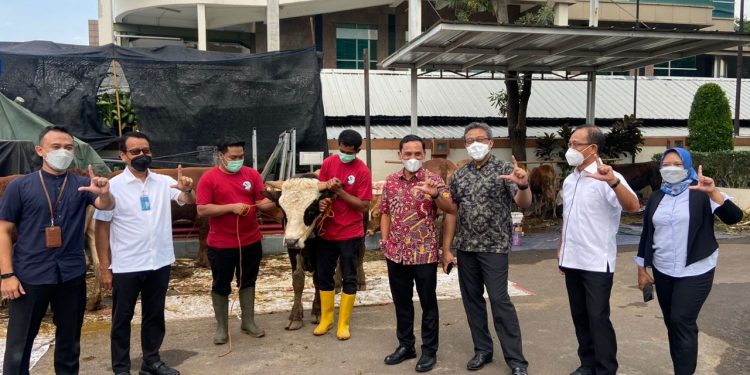 Jamkrindo Syariah Salurkan 24 Ekor Sapi Hewan Kurban
