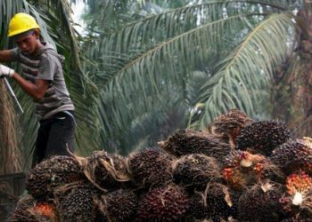 Aktivitas Industri Pengolahan Sawit Dongkrak Ekonomi Daerah
