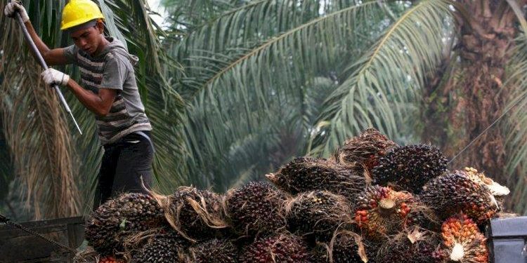 Aktivitas Industri Pengolahan Sawit Dongkrak Ekonomi Daerah
