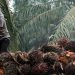Aktivitas Industri Pengolahan Sawit Dongkrak Ekonomi Daerah