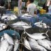 Indonesia Minta Jepang Buka Akses Ekpor Tuna Kaleng Dengan Bebas Tarif