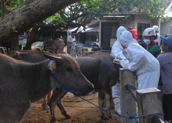 Indonesia Dapat Bantuan FAO 10 Ribu Dosis Vaksin PMK