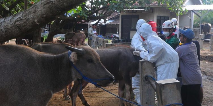 Indonesia Dapat Bantuan FAO 10 Ribu Dosis Vaksin PMK