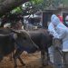 Indonesia Dapat Bantuan FAO 10 Ribu Dosis Vaksin PMK