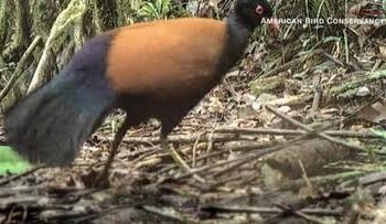 Burung Langka Di Papua Nugini Tertangkap Kamera Setelah Dianggap Punah 140 Tahun Lalu