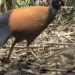 Burung Langka Di Papua Nugini Tertangkap Kamera Setelah Dianggap Punah 140 Tahun Lalu