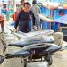 Perindo Pastikan Pasokan Ikan Cukup Jelang Libur Nataru