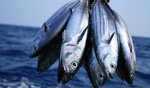 Perikanan Indonesia Ekspor Ikan Cakalang 205 Ton ke Jepang