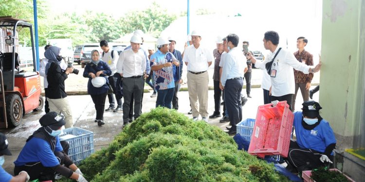 Keberhasilan Hilirisasi Emas Hijau di Bali Bisa Dicontoh di Daerah Lain