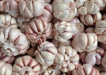 Harga Bawang Putih Bonggol Naik 3,92 Persen dibanding Kemarin