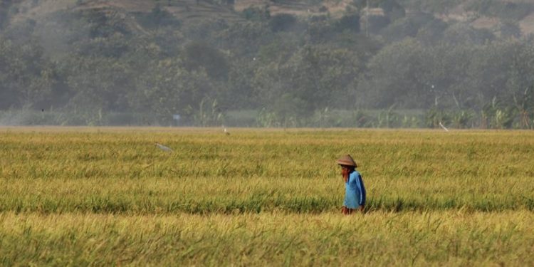 Pemerintah Alokasikan Rp16,6 Triliun untuk Bulog dalam Rangka Menjaga Stok dan Harga Beras